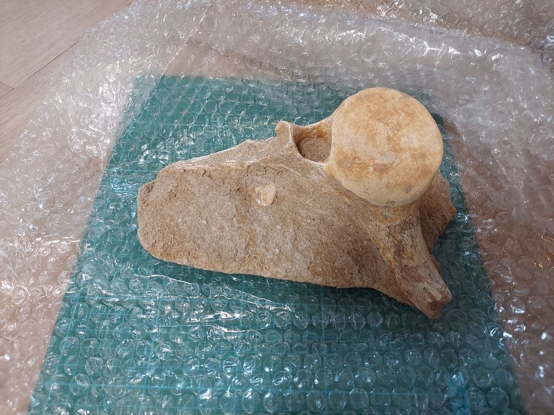 プレシオサウルス 脊椎化石