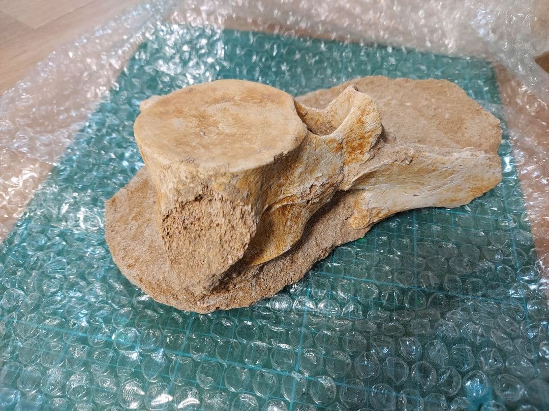 プレシオサウルス 脊椎化石