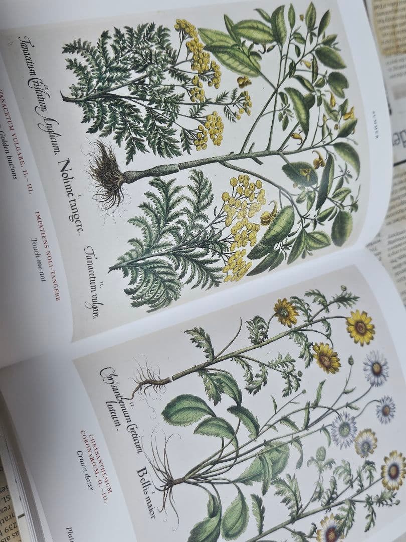 洋書植物