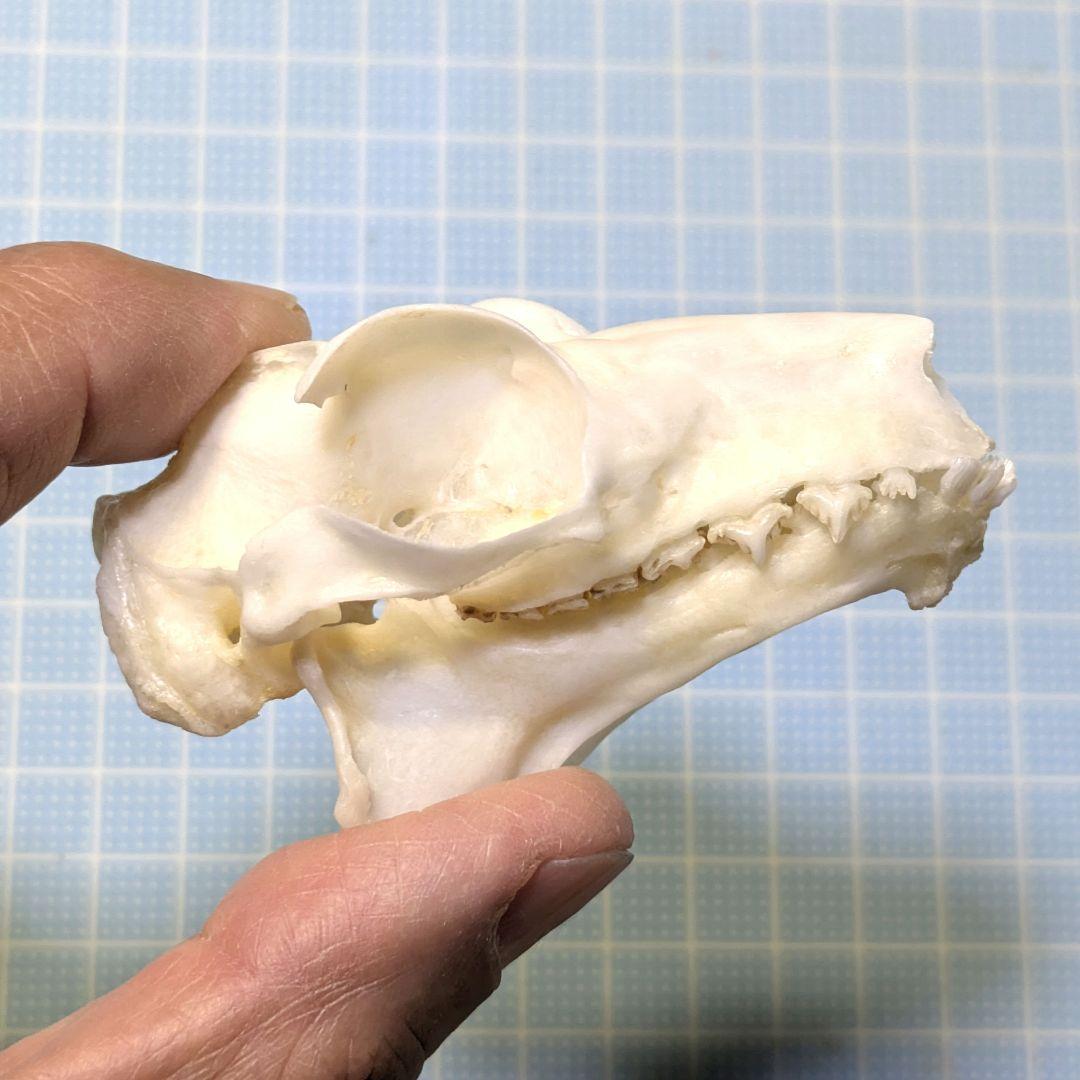 頭骨標本　マレーヒヨケザル