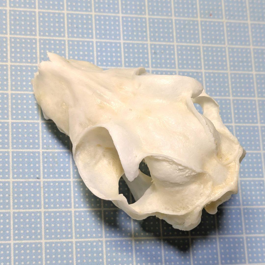 頭骨標本　マレーヒヨケザル