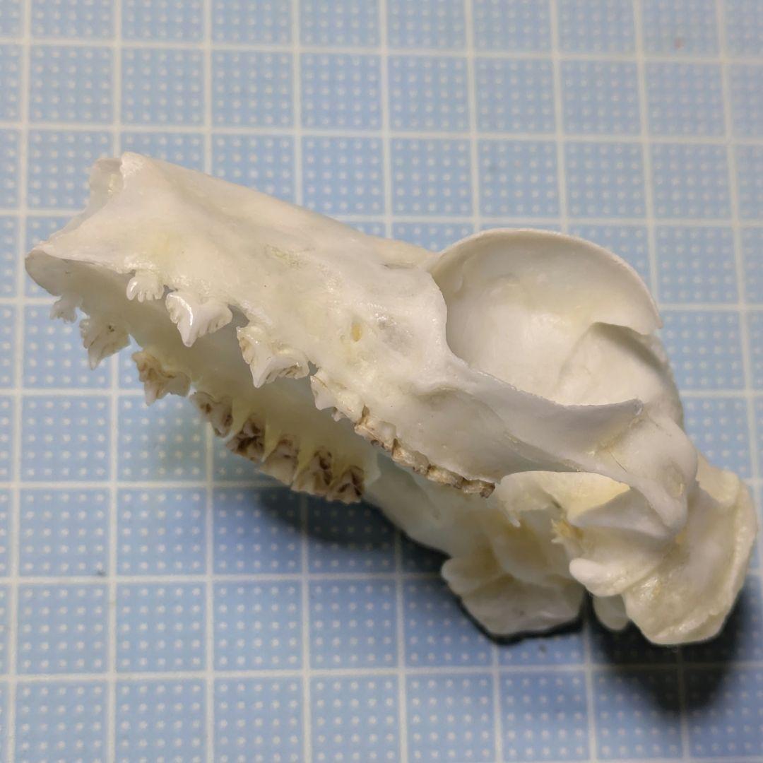 頭骨標本　マレーヒヨケザル