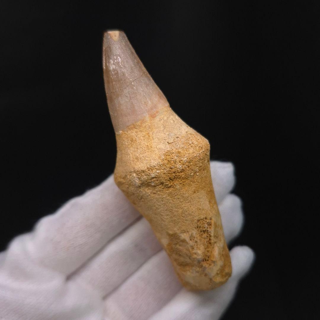 歯根付き モササウルス 化石 歯 本物 モロッコ産 87.54mm mos151