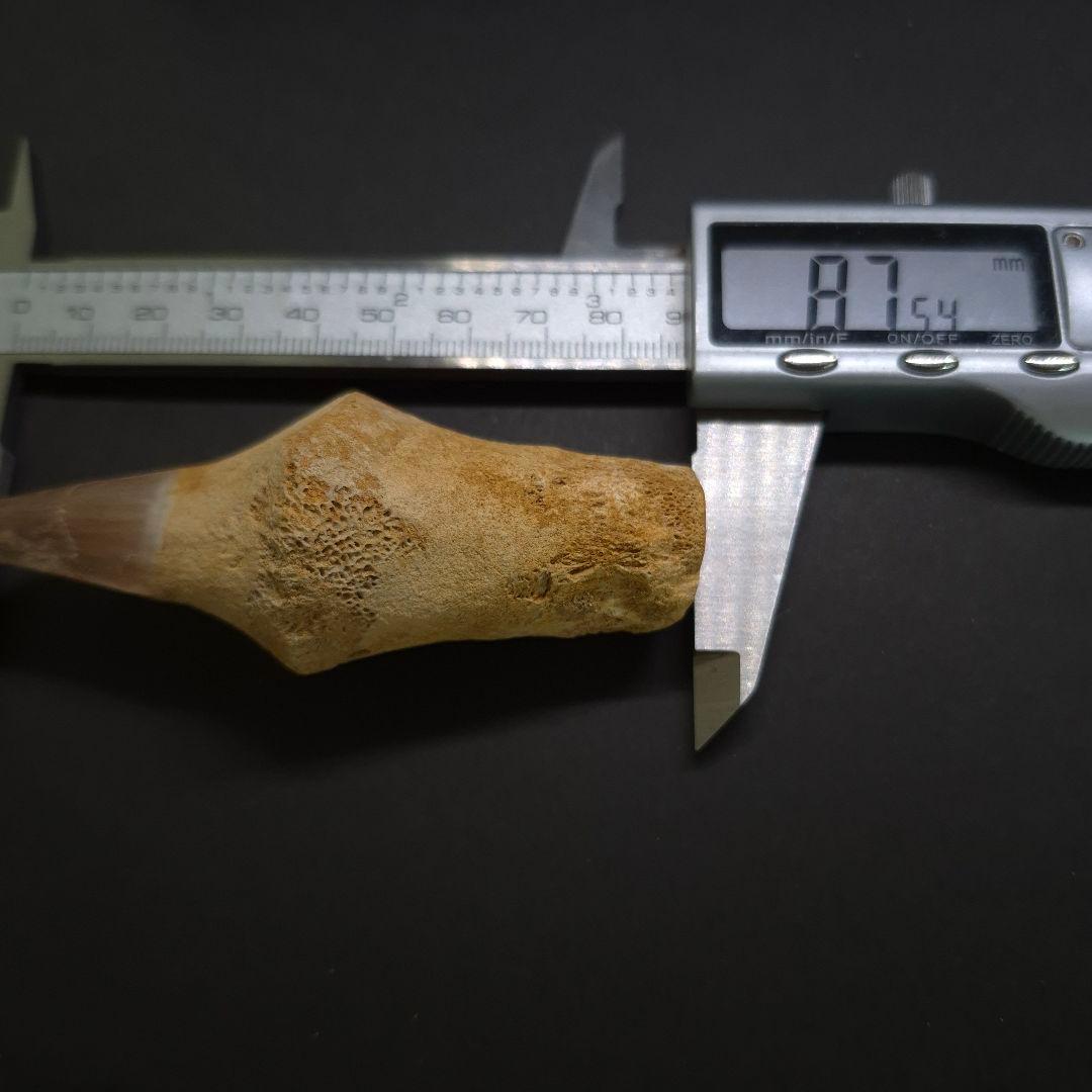 歯根付き モササウルス 化石 歯 本物 モロッコ産 87.54mm mos151