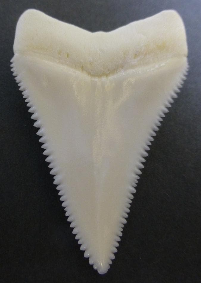 【くまこ】ホホジロザメ（C. carcharias）の歯 48.1mm