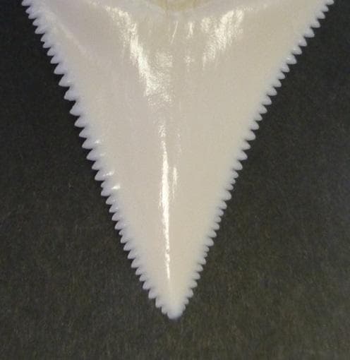 【くまこ】ホホジロザメ（C. carcharias）の歯 48.1mm