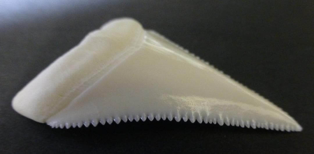 【くまこ】ホホジロザメ（C. carcharias）の歯 48.1mm