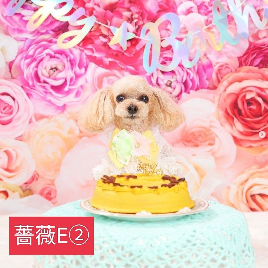 背景布×3枚　ペット撮影用フォトブース　トリミングチョーカー販売中　春　梅雨　秋