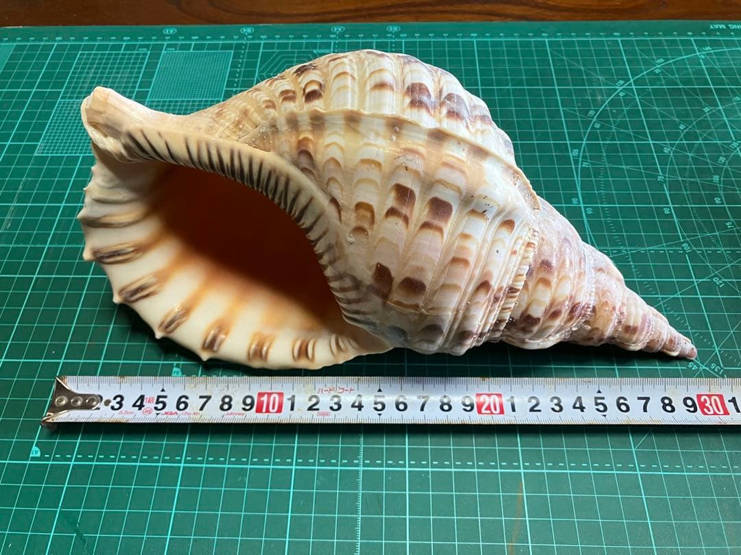 法螺貝　30cm