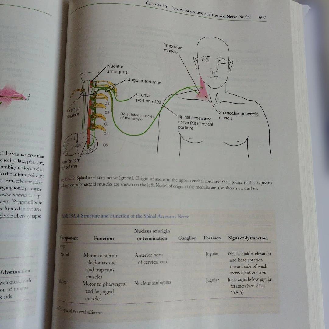 MayoClinic　Medical Neurosciences メイヨークリニ