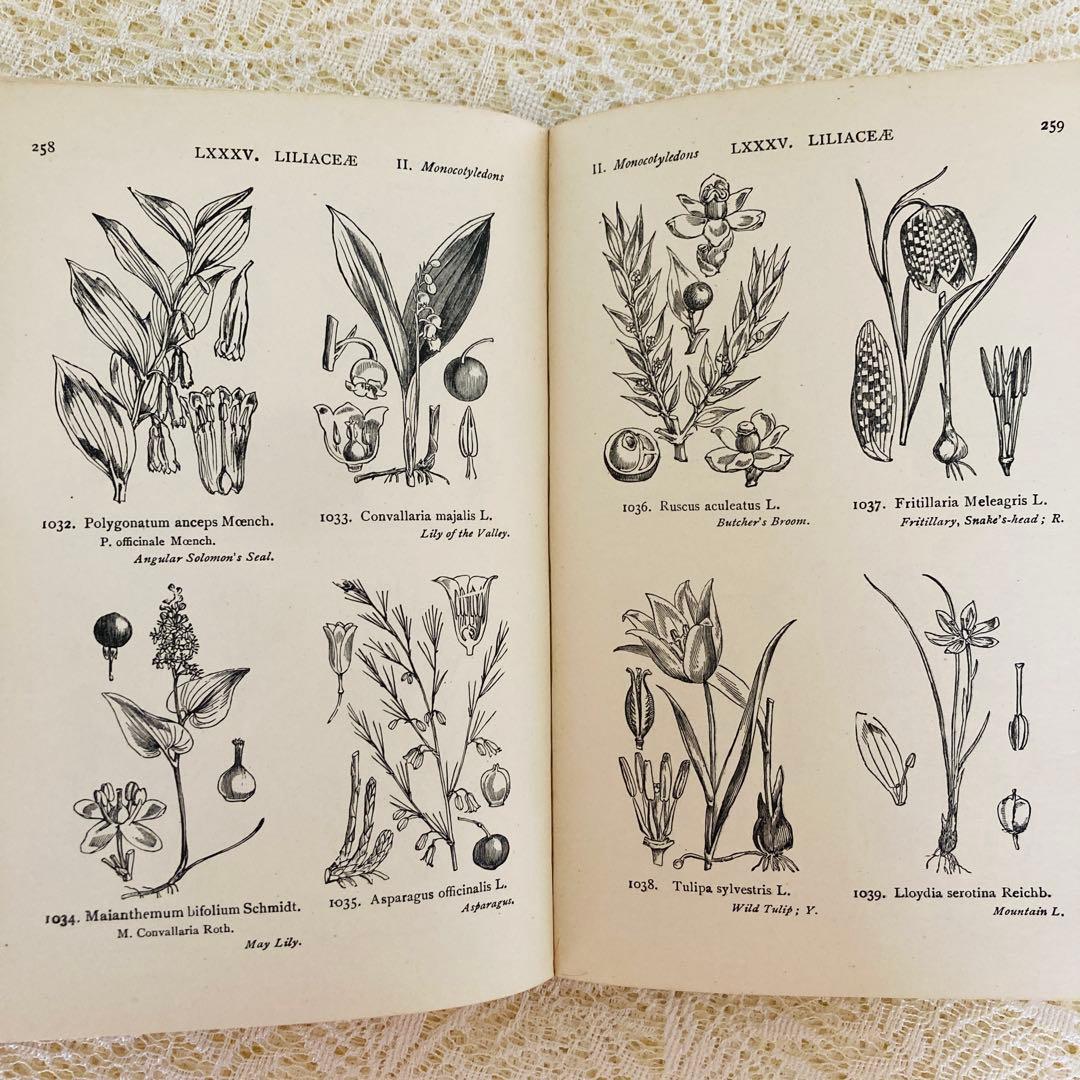 洋書　古書　イギリスの古い植物図鑑　額装にも映える繊細なモノクロ植物画1315点