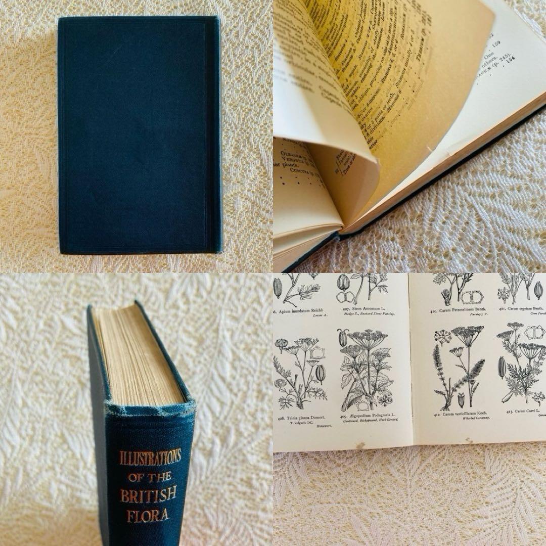 洋書　古書　イギリスの古い植物図鑑　額装にも映える繊細なモノクロ植物画1315点