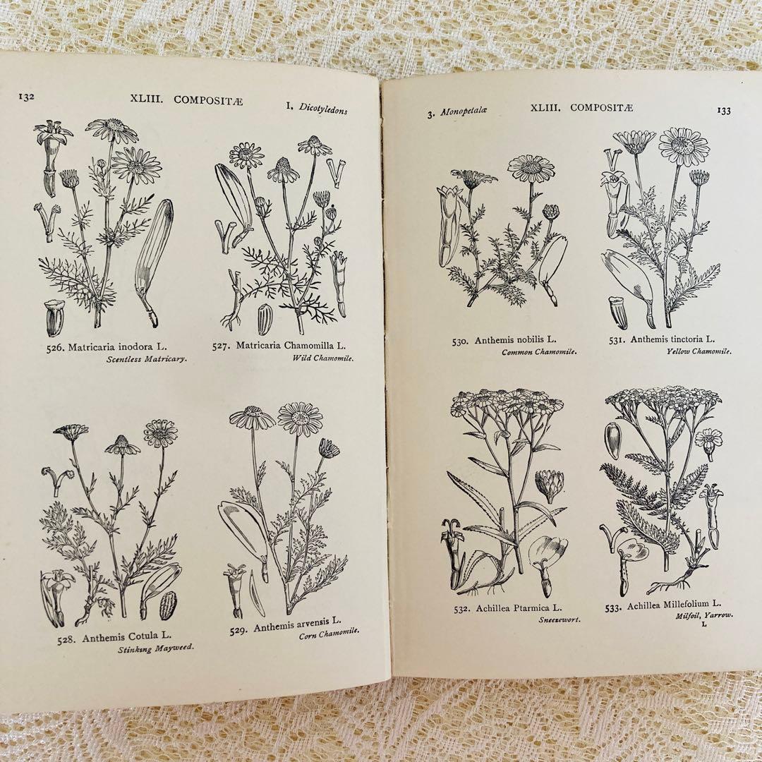 洋書　古書　イギリスの古い植物図鑑　額装にも映える繊細なモノクロ植物画1315点