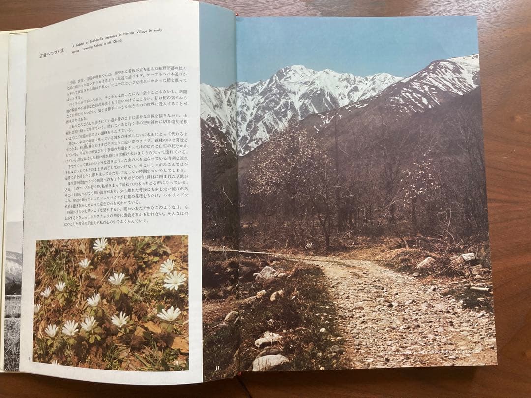 ギフチョウ・ヒメギフチョウ　田淵行男　講談社　生態写真　蝶　写真集