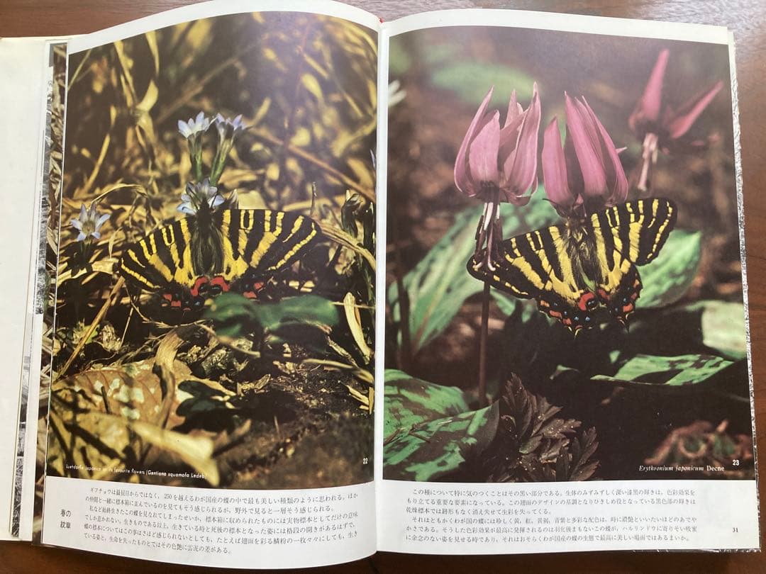 ギフチョウ・ヒメギフチョウ　田淵行男　講談社　生態写真　蝶　写真集