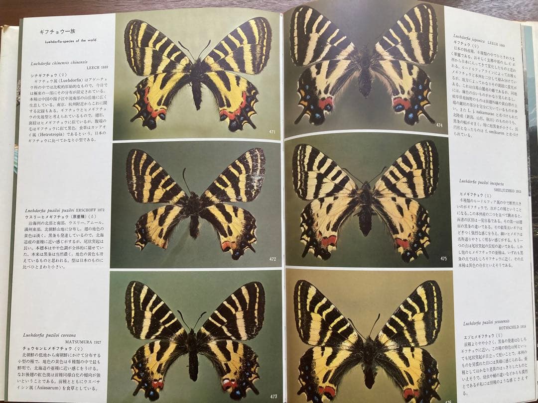 ギフチョウ・ヒメギフチョウ　田淵行男　講談社　生態写真　蝶　写真集
