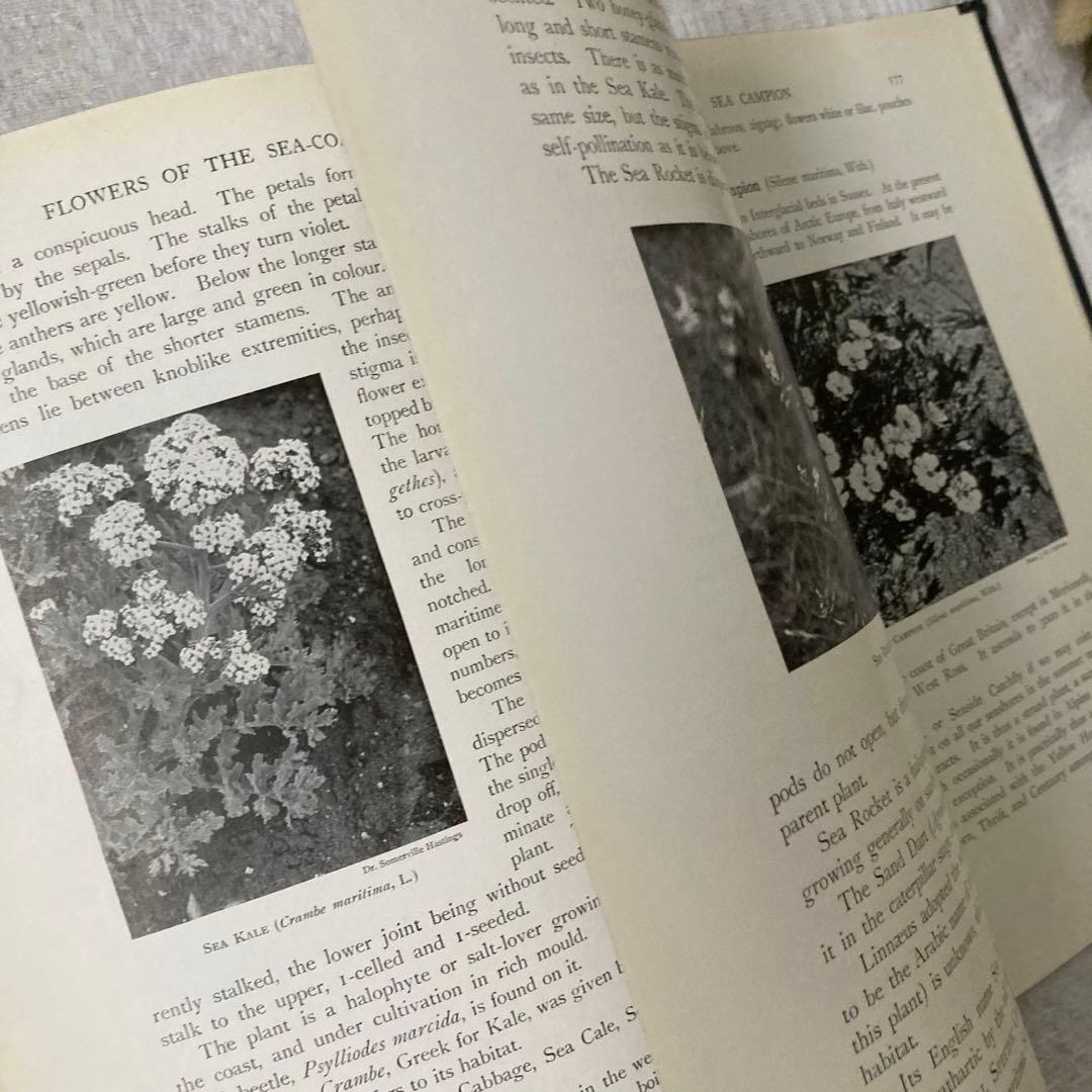 L735 1919年発行　大変希少なイギリスのアンティーク植物図鑑