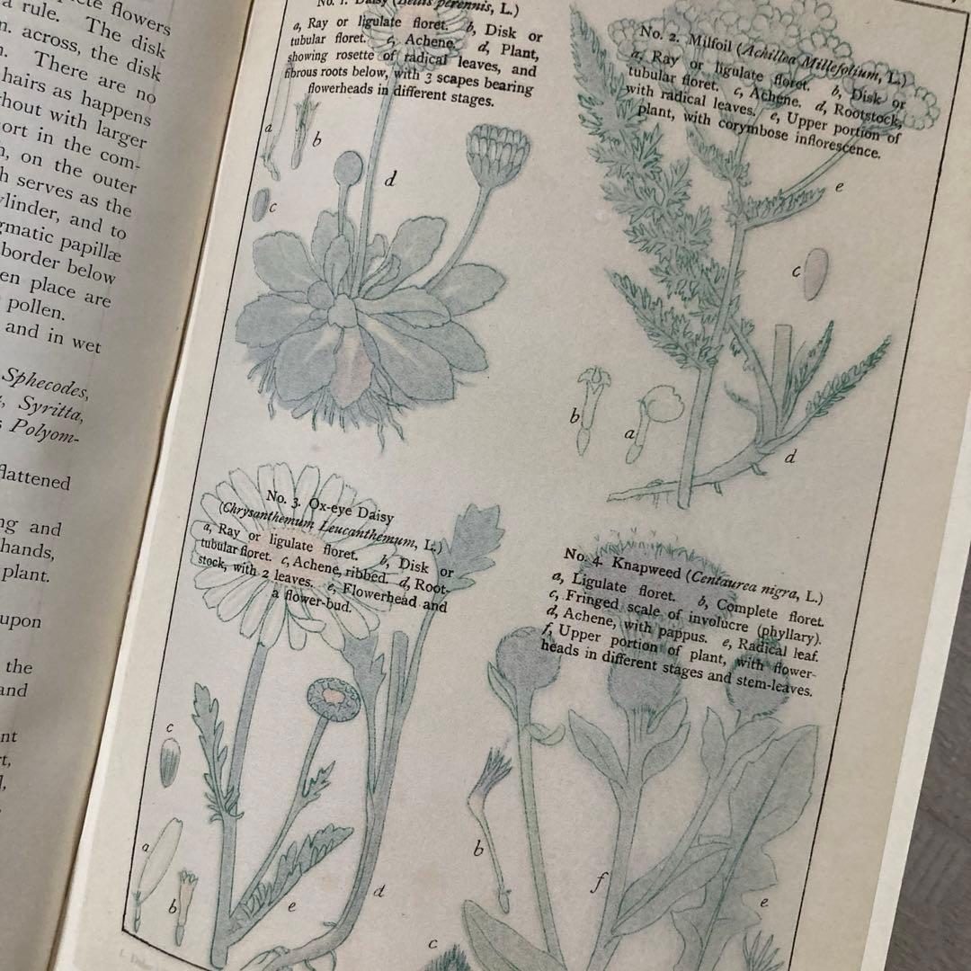 L735 1919年発行　大変希少なイギリスのアンティーク植物図鑑
