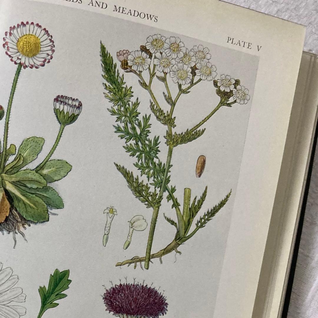 L735 1919年発行　大変希少なイギリスのアンティーク植物図鑑
