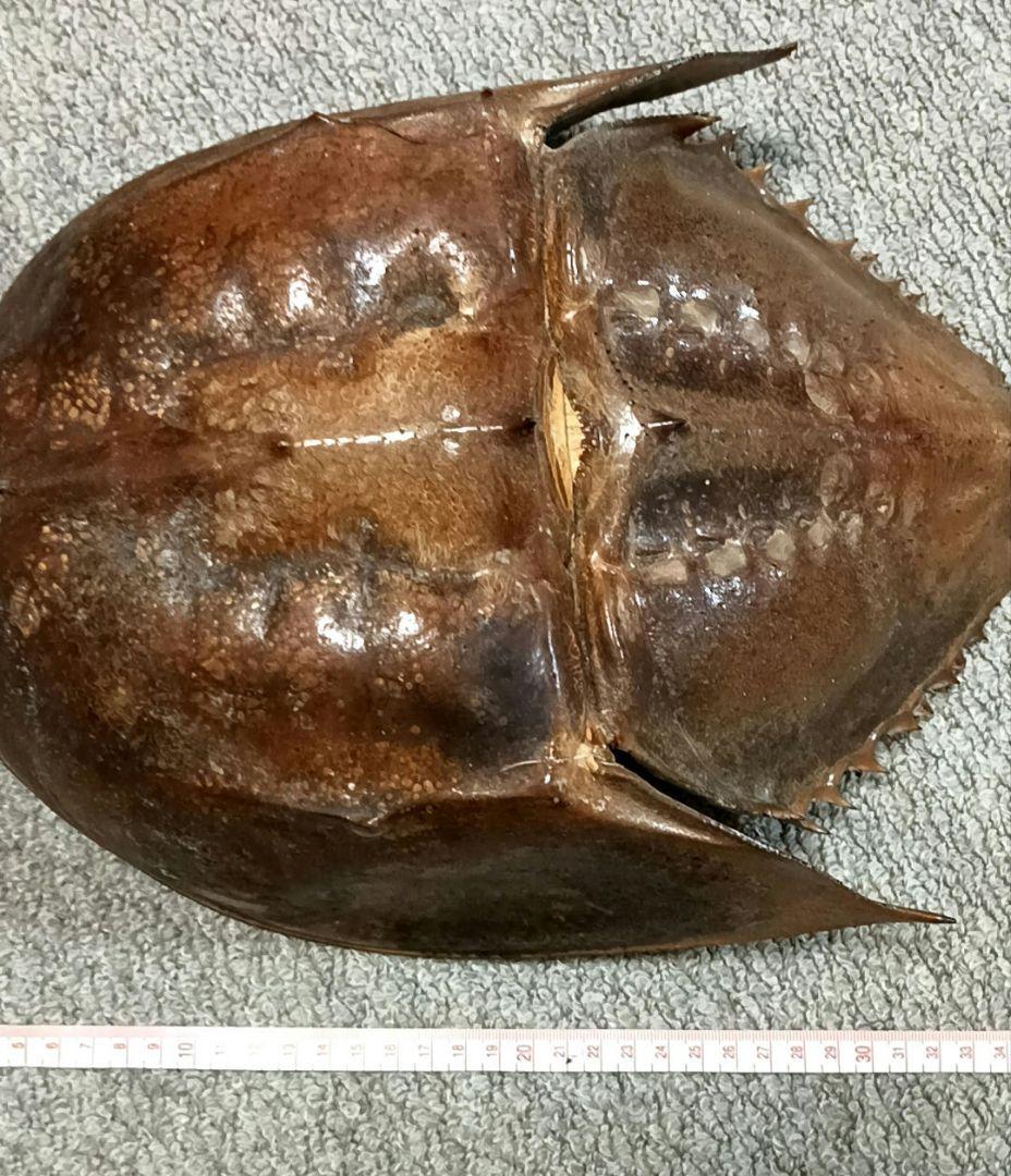 特大サイズ カブトガニ 剥製 雌 乾燥 標本 甲殻類 甲羅
