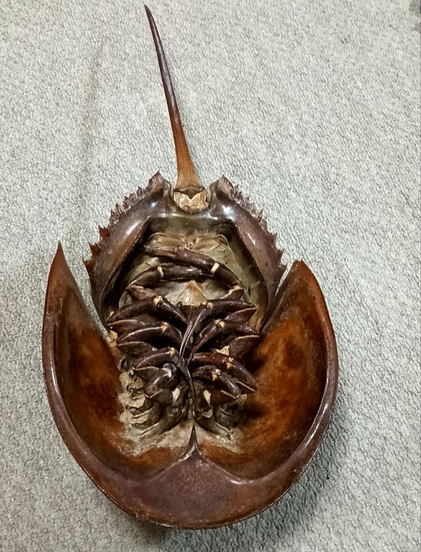 特大サイズ カブトガニ 剥製 雌 乾燥 標本 甲殻類 甲羅
