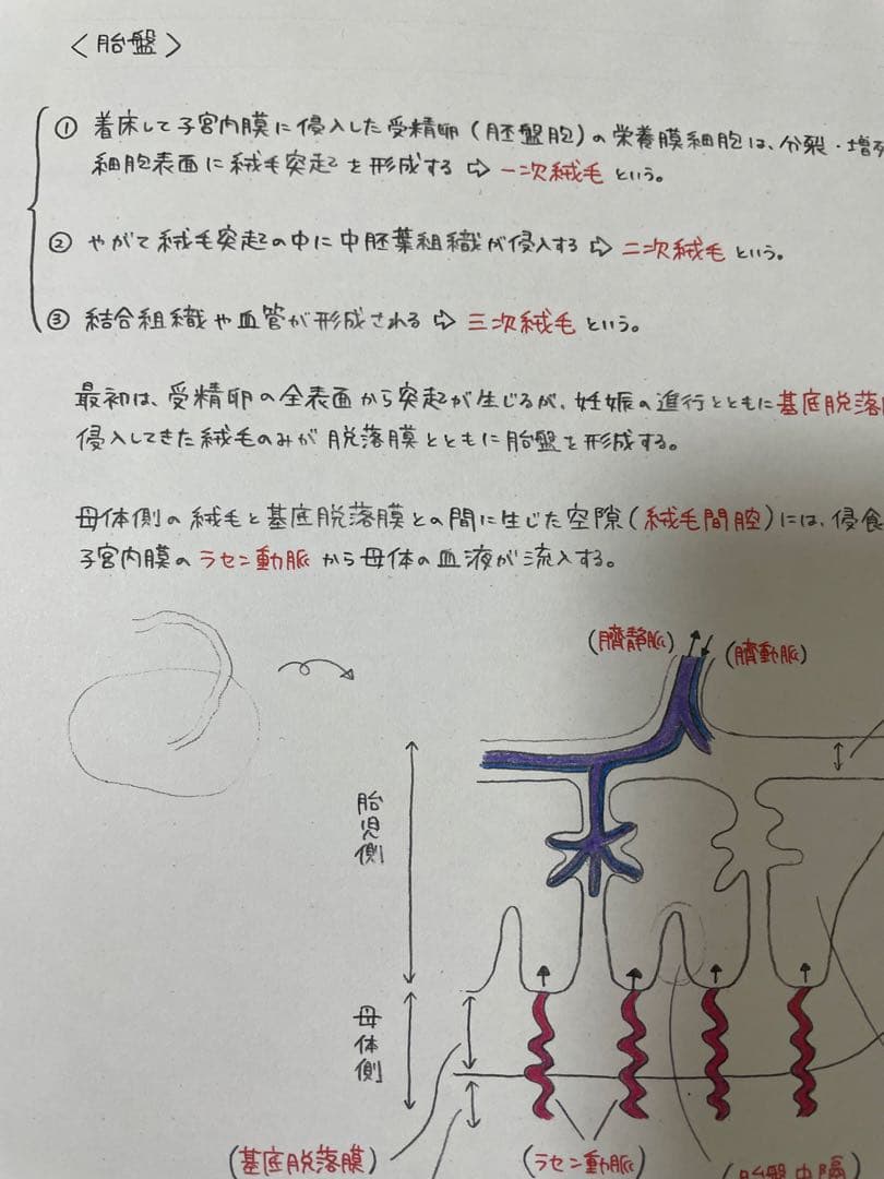 ゆりページ　助産師学校受験対策　まとめノート