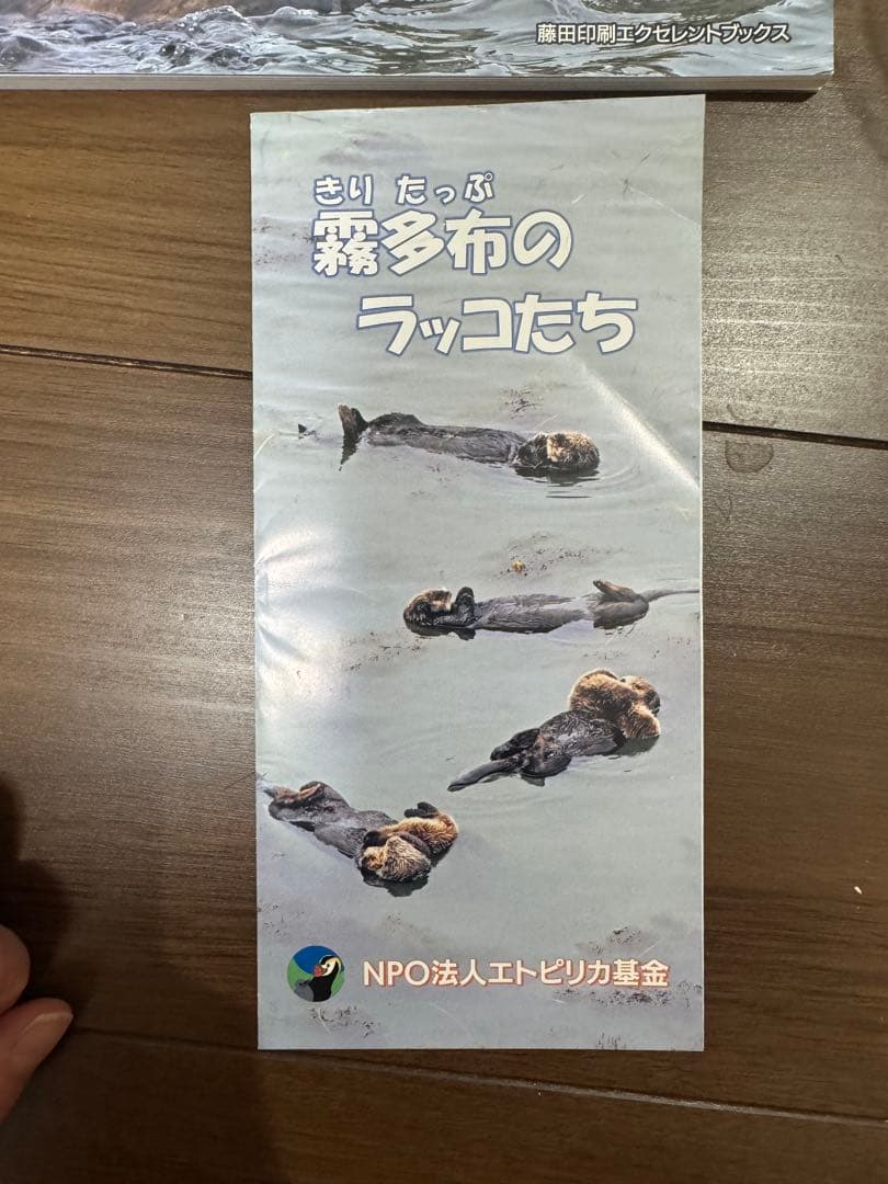 ラッコ 霧多布で生まれたA子の物語　フライヤー付き