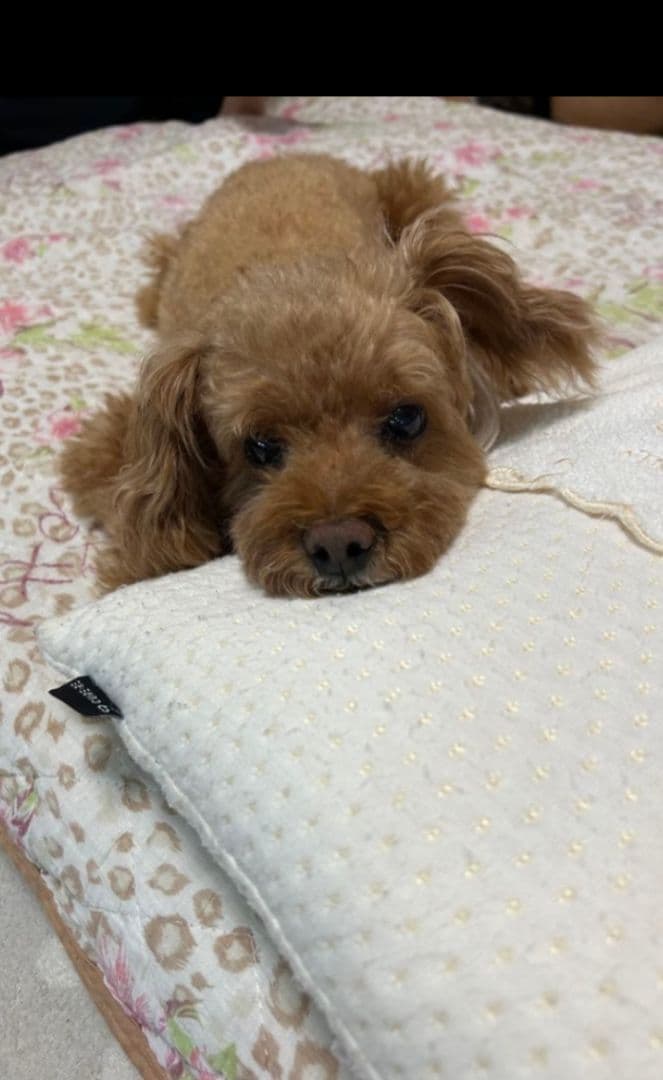 羊毛フェルト　トイプードル　マロちん　プロフ必読‼️