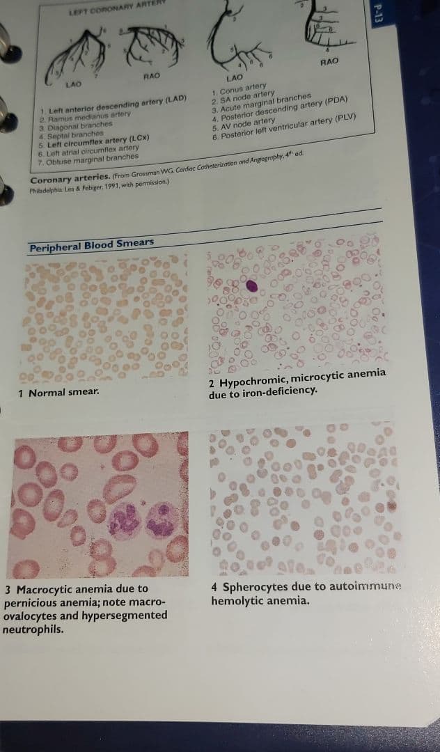 健康・医学 Pocket Medicine 7th Edition Ring Binder