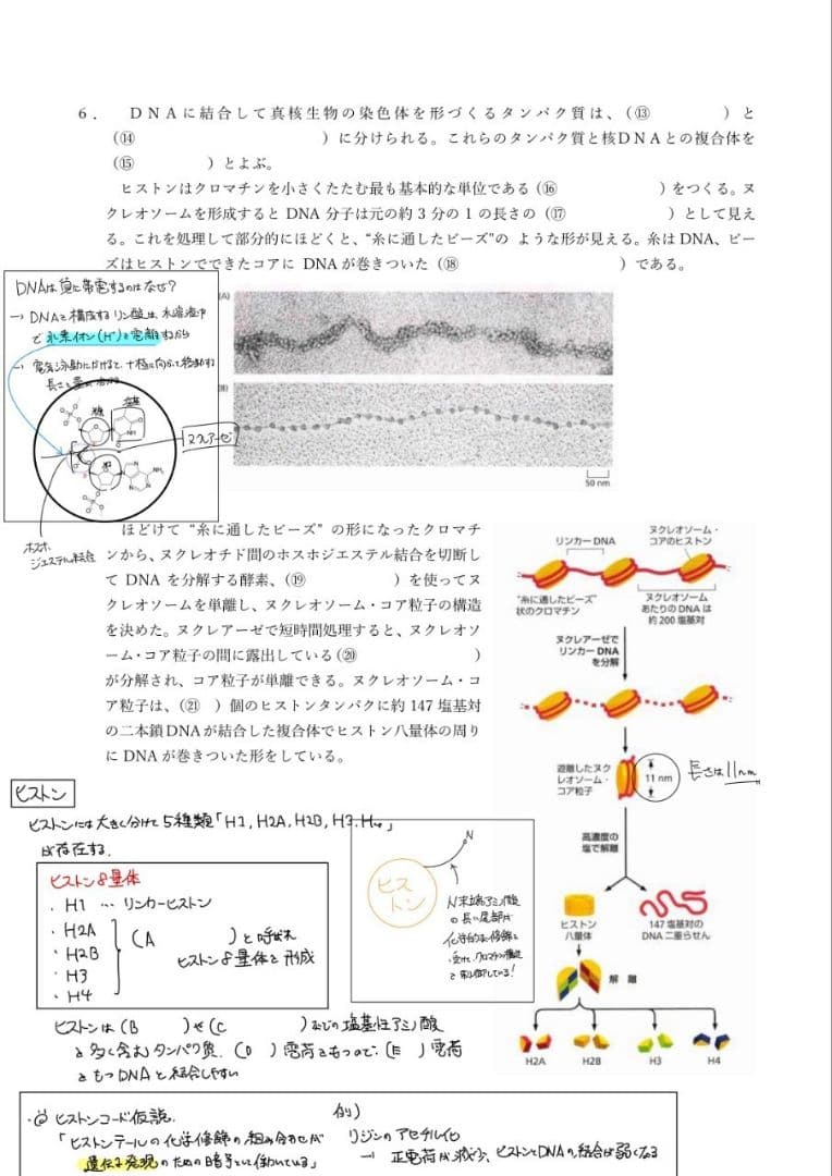 エッセンシャル細胞生物学 自作問題集