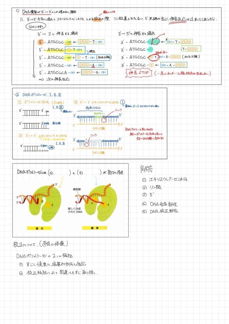 エッセンシャル細胞生物学 自作問題集