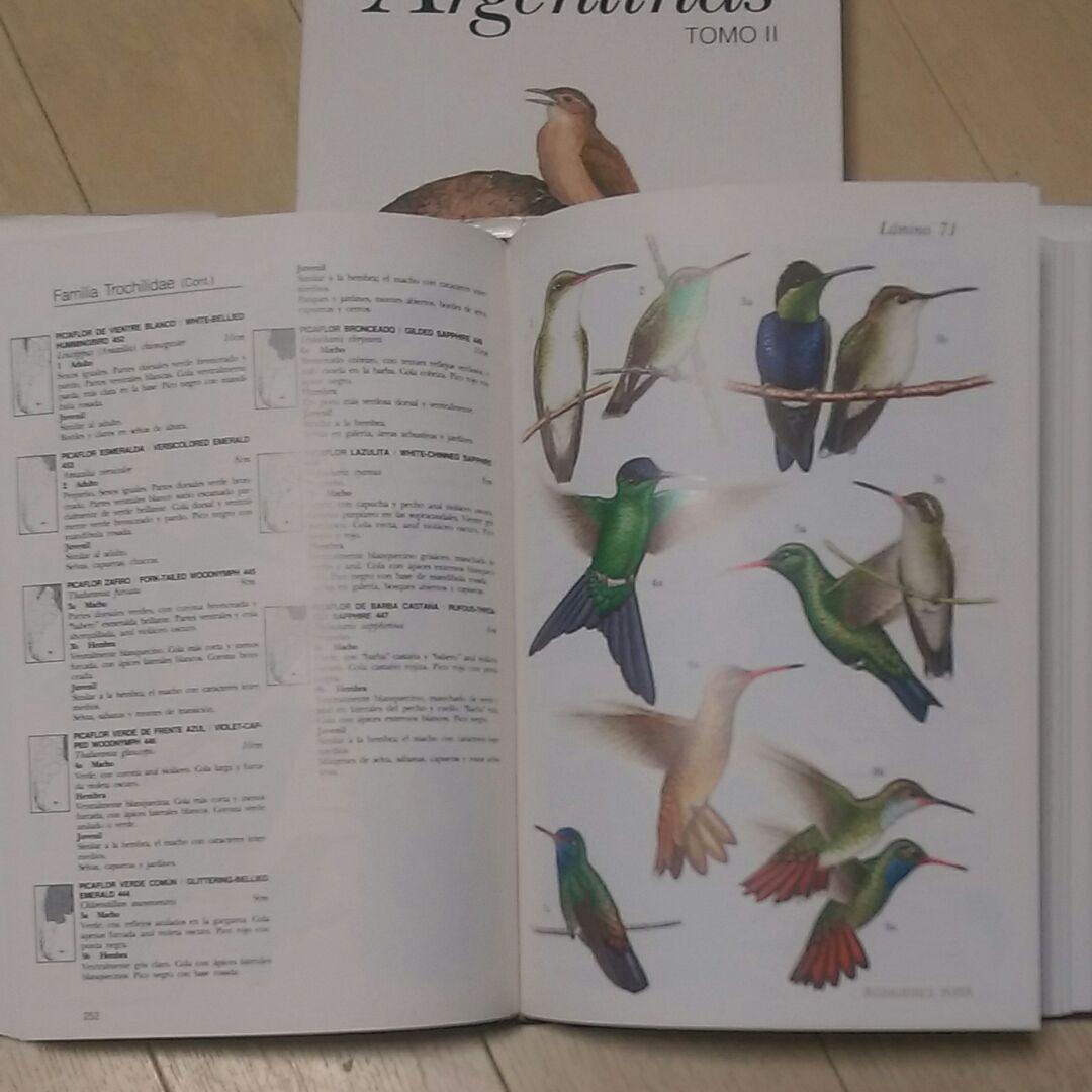 激安　美しいイラストの洋書　鳥の図鑑  超美色彩