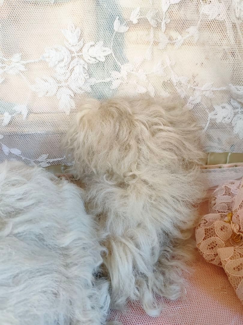 ♡可愛らしいパジャマドッグ・LouLou・フランスアンティーク♡