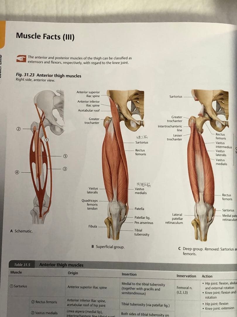 Atlas of Anatomy 第三版（プロメテウス解剖学 コア アトラス）