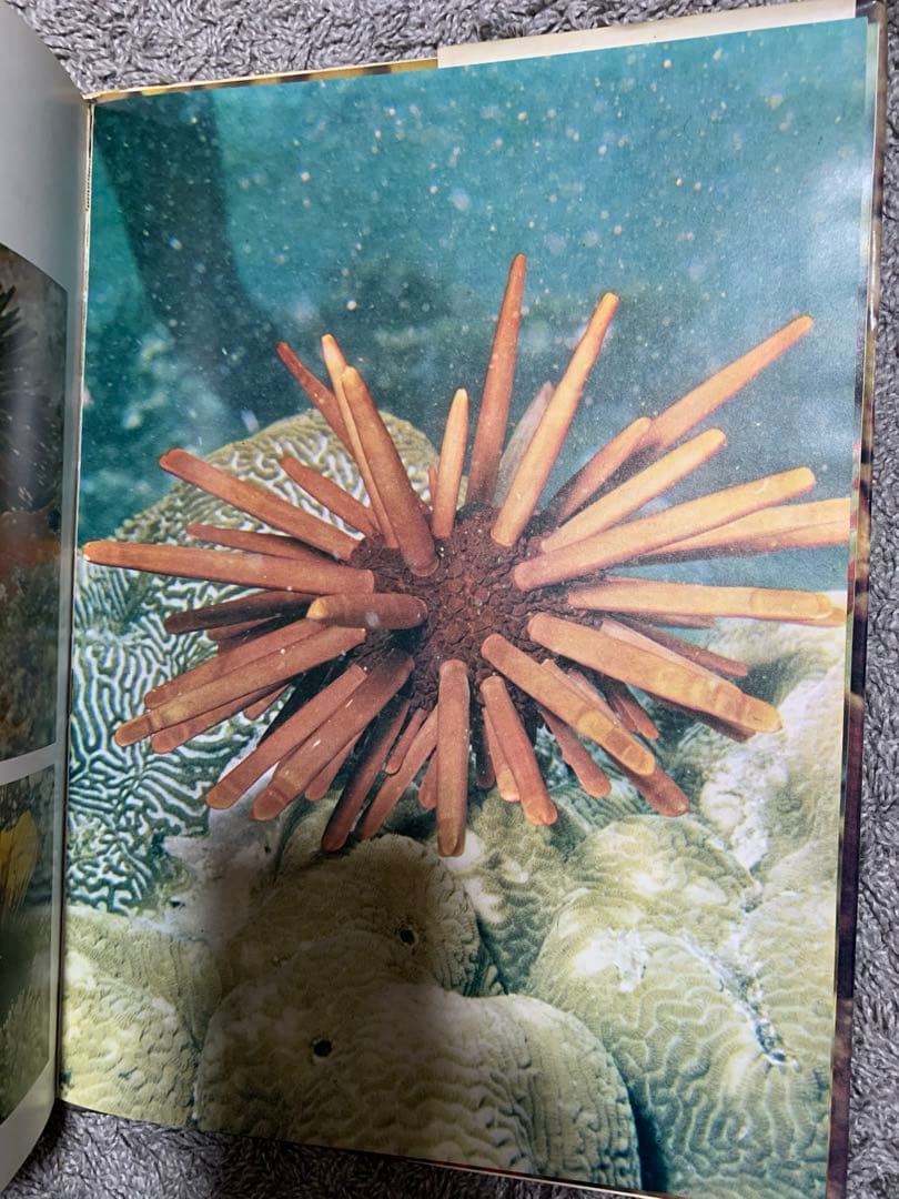 洋書 The Great Barrier Reef by Allan Power