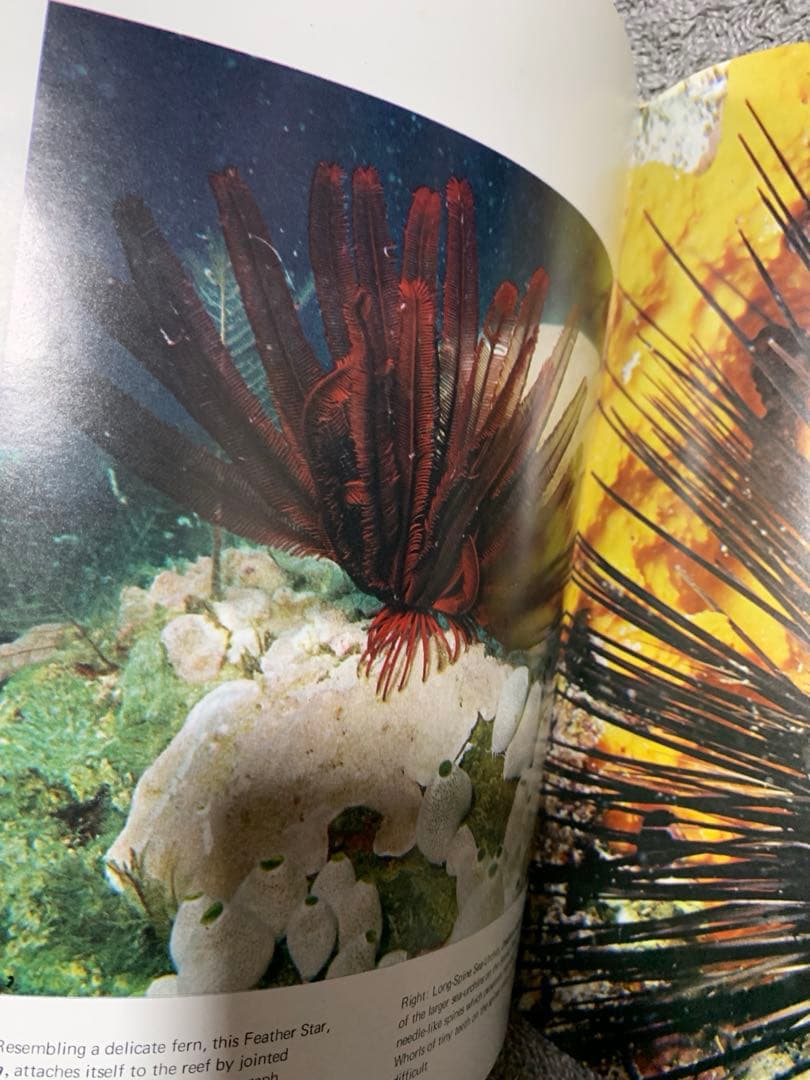 洋書 The Great Barrier Reef by Allan Power