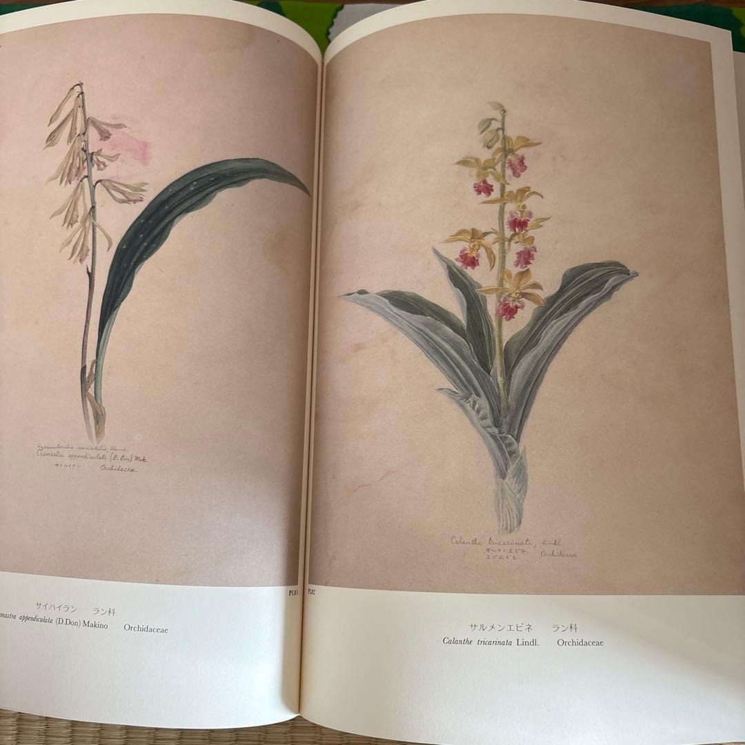 日本山草図譜