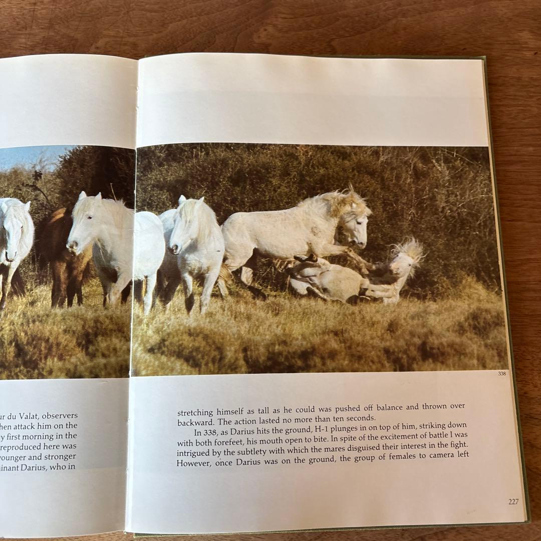 洋書 Such Is the Real Nature of Horses