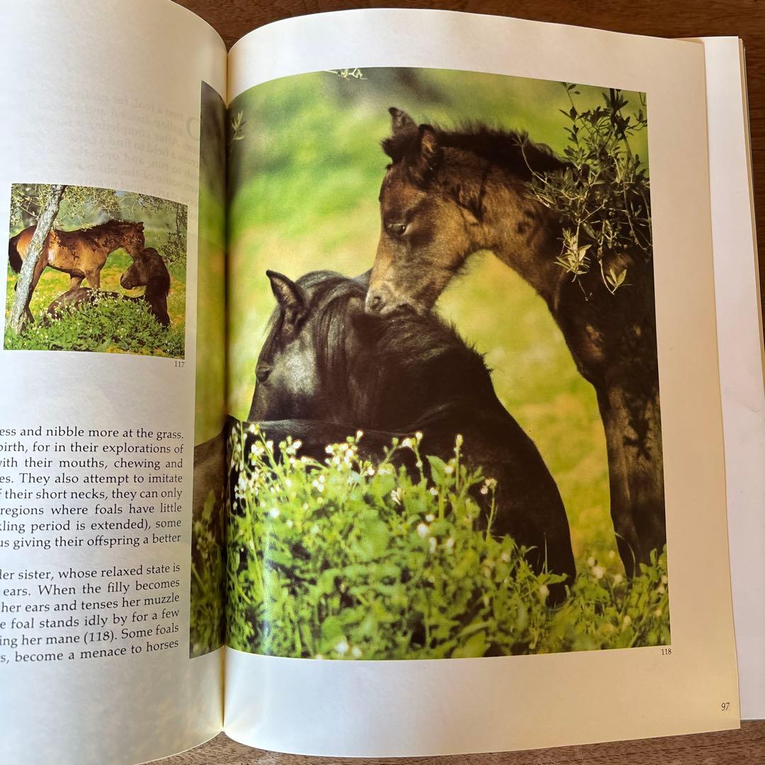 洋書 Such Is the Real Nature of Horses