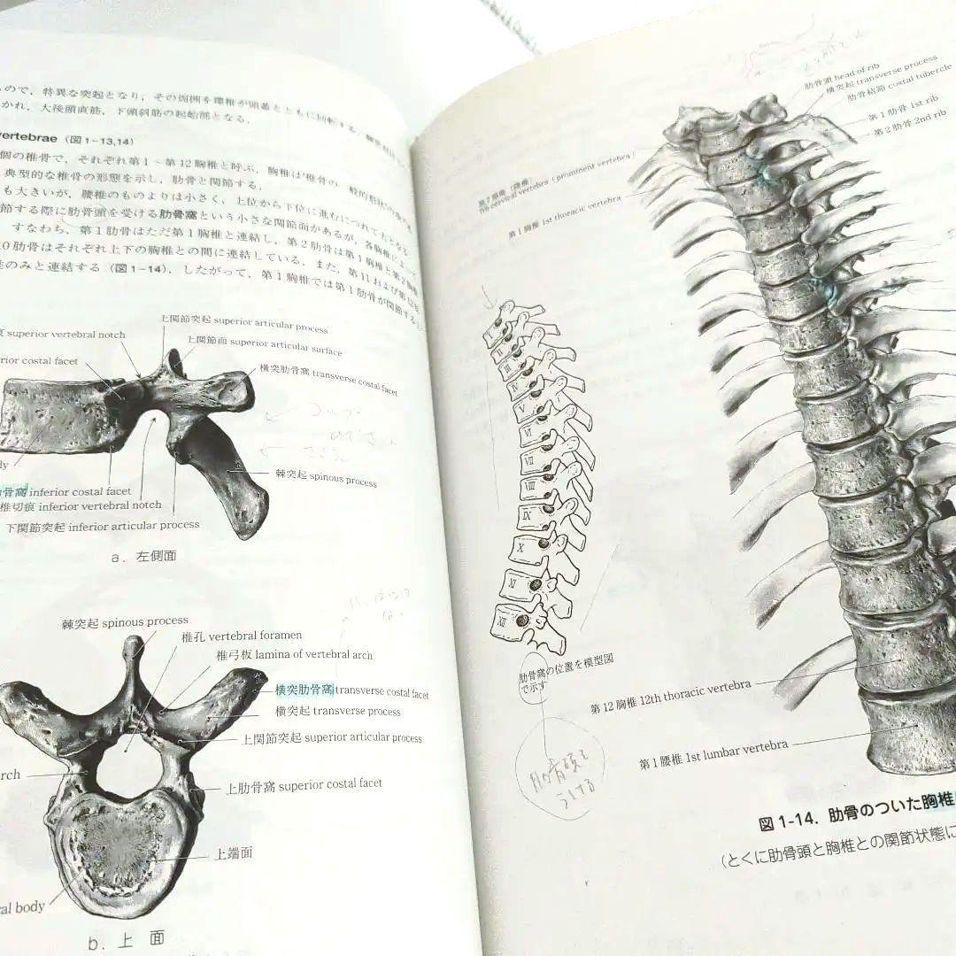 改訂19版 日本人体解剖学 上巻 / 南山堂