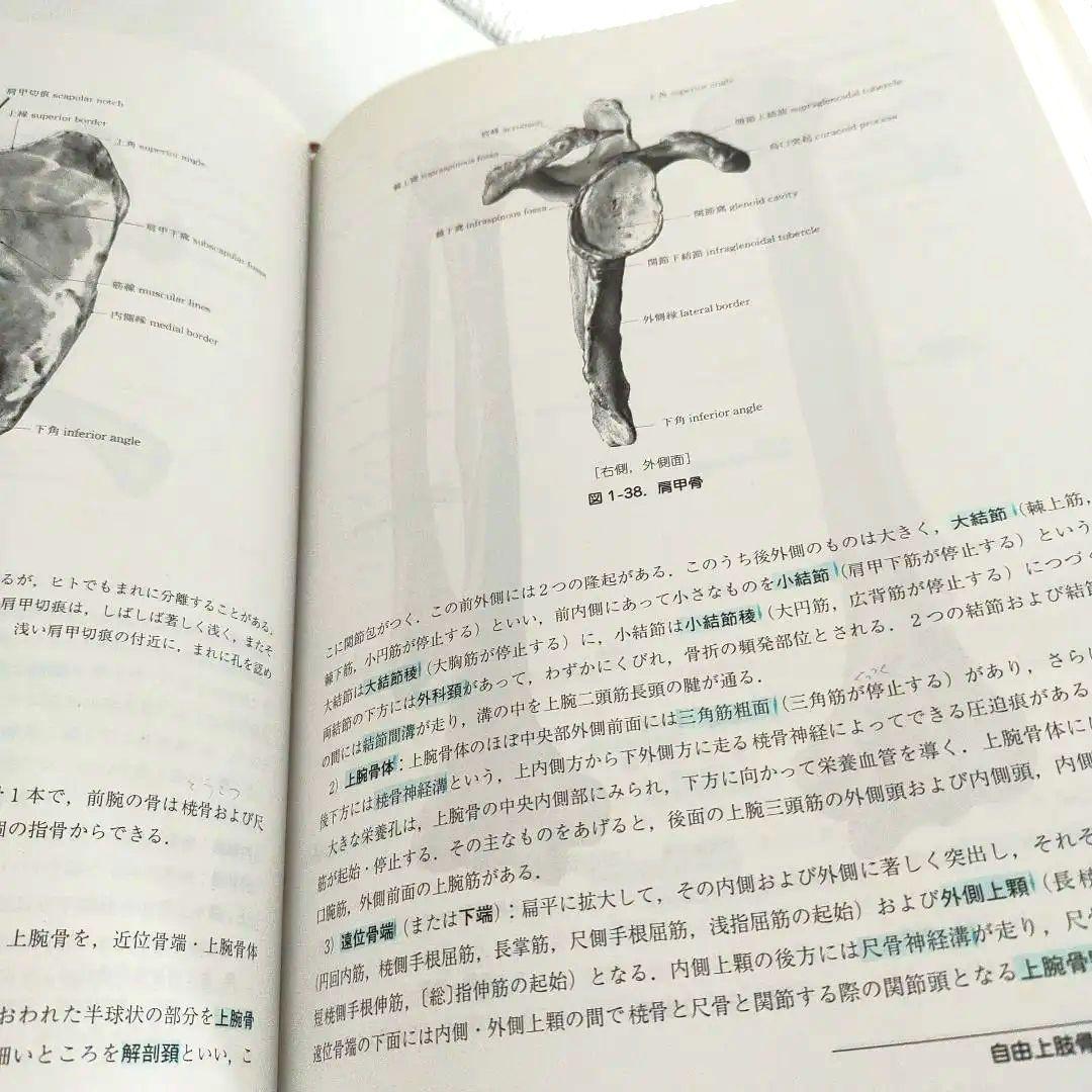 改訂19版 日本人体解剖学 上巻 / 南山堂
