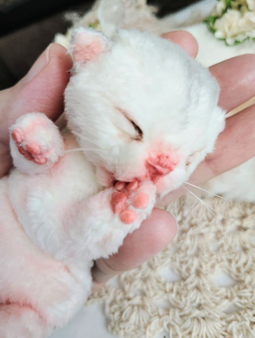 昨日生まれました♡生後１日子猫ちゃん♡おねんねセット♡アートドール♡ぬいぐるみ♡