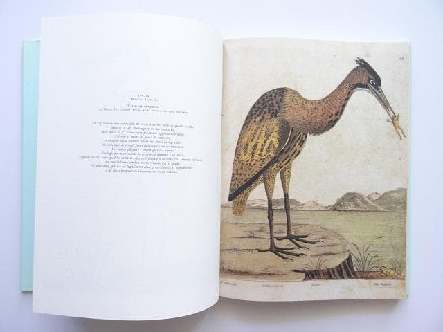 洋書◆鳥の画集 作品写真集 本 自然史