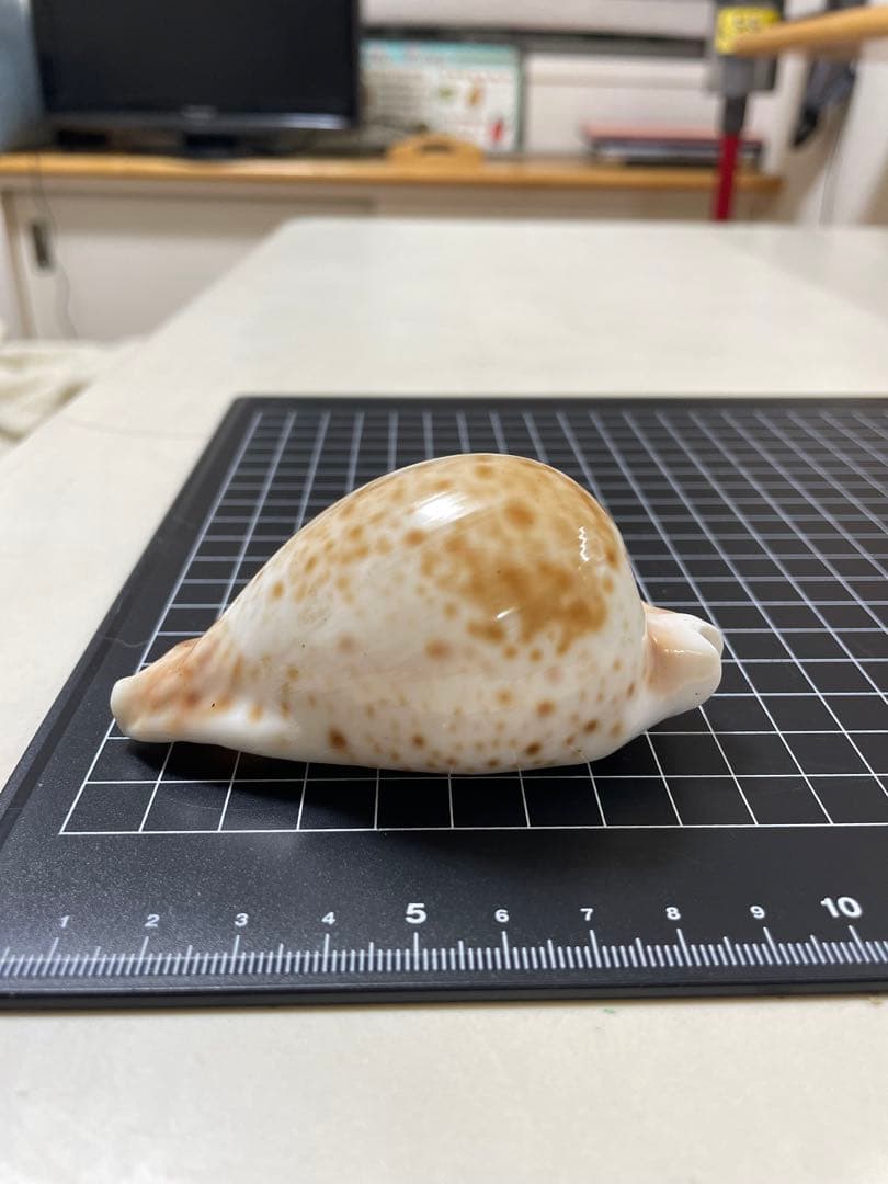 シロガネダカラ　貝殻　標本