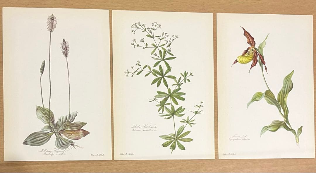 No.294ドイツ ビンテージ 紙もの ボタニカルアート 植物図鑑 水彩画