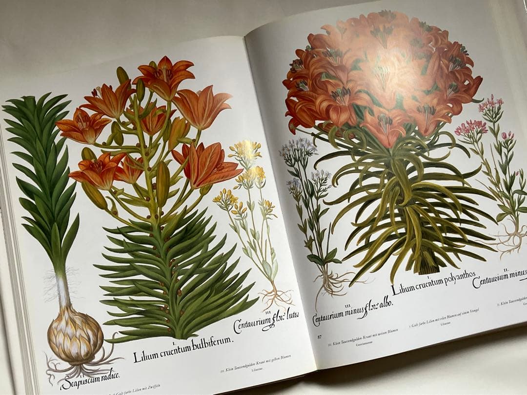 アイヒシュテットの庭園　植物画集DER GARTEN von Eichstätt