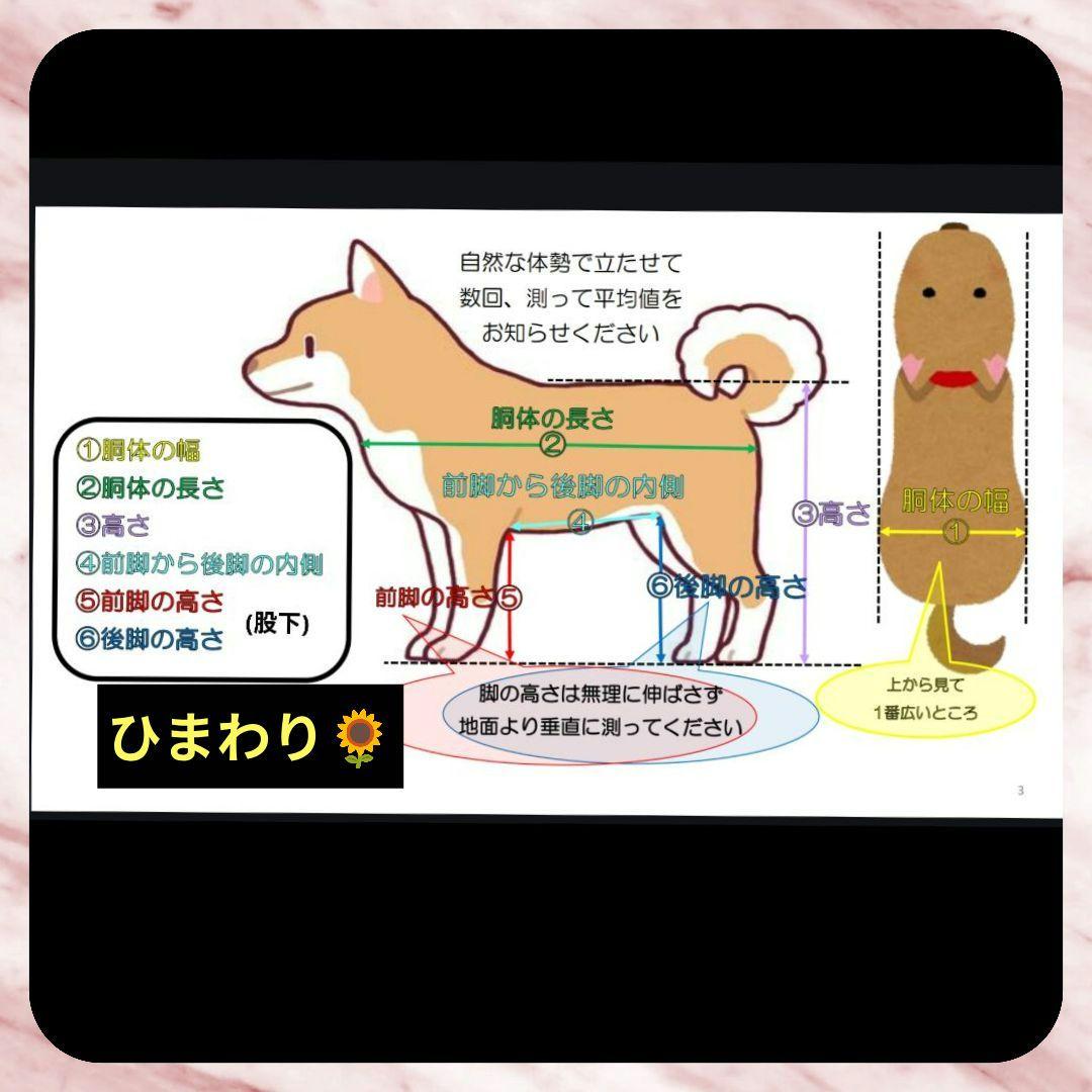 むむむ　ポメラニアン4輪　リハビリ　食事補助　犬用車椅子　介護　犬の歩行器