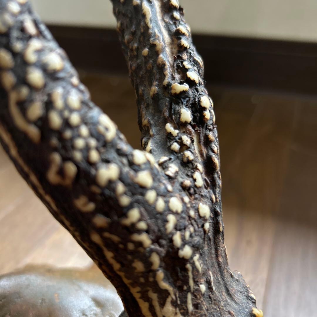 鹿の角刀掛け