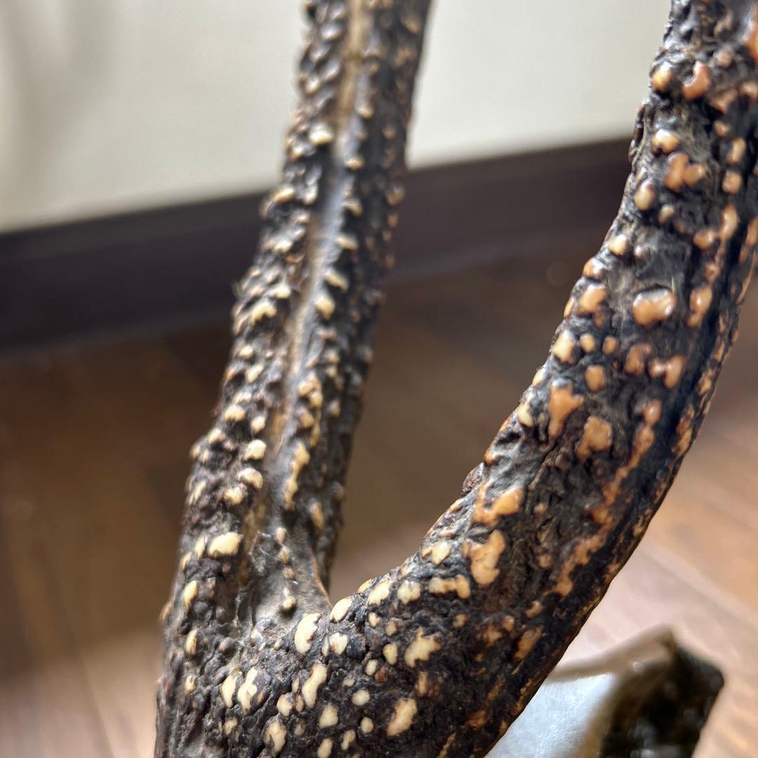 鹿の角刀掛け