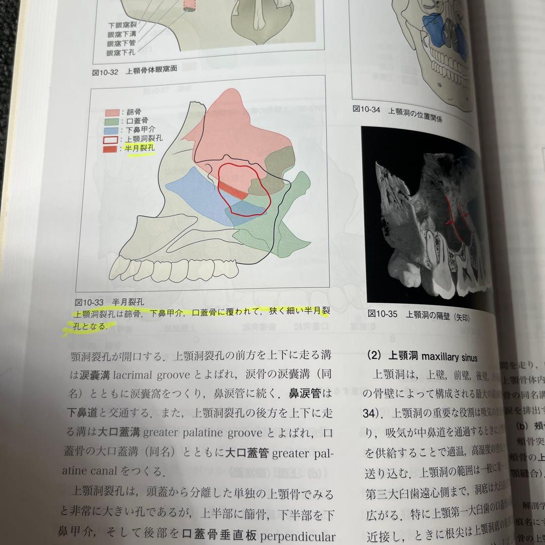 口腔解剖学